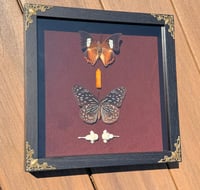 Image 3 of Fox Spine & Flutter