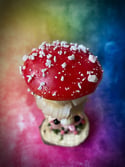 Fungus