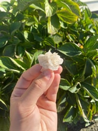 Image 2 of Gypsum Desert Rose