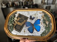 Image 3 of Morpho Memorial