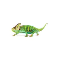 Vieled Chameleon