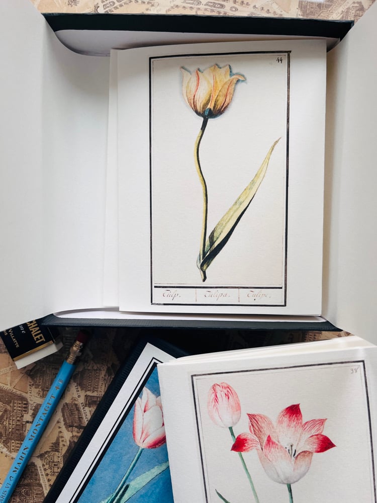 Image of CFT TULIPES