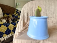 Image 3 of Bunny Ears Cactus in Periwinkle Pot