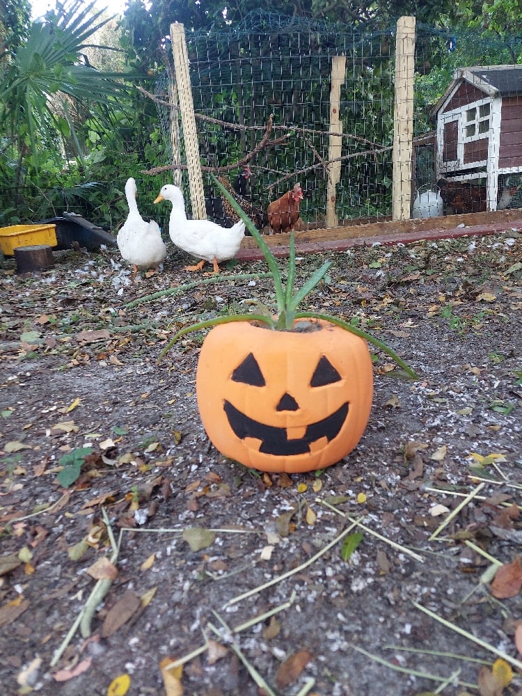 Image of Pumpkin Planters 🎃(limited)