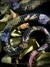 Botanical Snake Pastel Fuschia