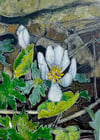 Bloodroot 