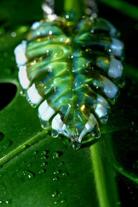 Image 4 of Drippy uv variegated monstera leaf pendant. 🌿💧