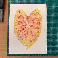 Image 2 of Original Illustration Caladium Bicolor 'Yellow'