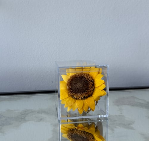 Image of Preserved Sunflower Cube