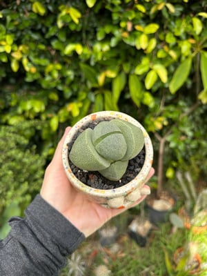 Image of Snaggletooth Monster planter 