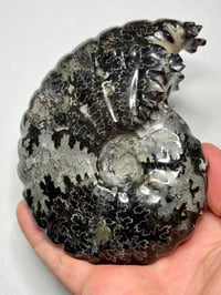 Image 10 of Black Ammonite Fossil With Pyrite #2439