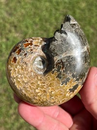 Image 16 of Ammonite Fossil | Madagascar #3022