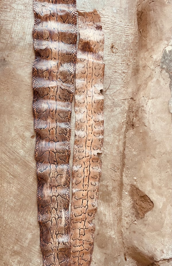 Image of Authentic Whole Python Snake Skin 