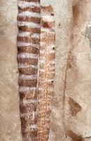 Image 1 of Authentic Whole Python Snake Skin 