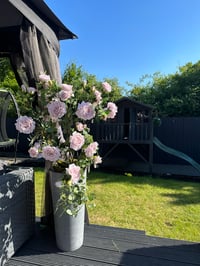 Image 2 of CONCRETE COLLECTION Rose arrangement in planter 