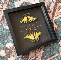 Image 6 of Swallowtail Twins