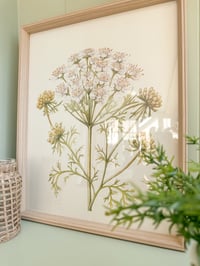 Image 1 of Cow Parsley Framed Print