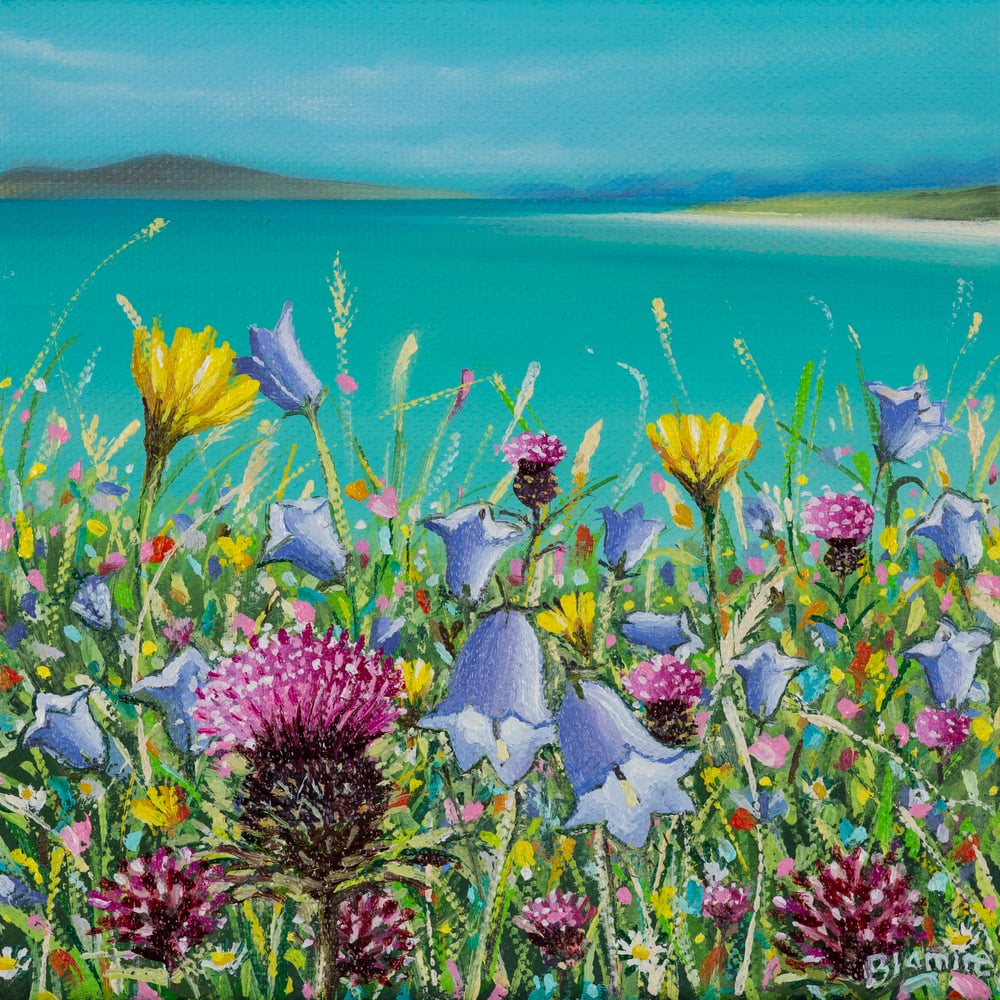 Image of Clachan sands summer wildflowers 