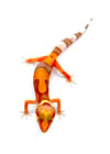 Magma Lava Firewater H-21