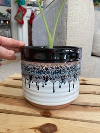 Image 2 of Elephant Ear in Black and White Glazed Pot