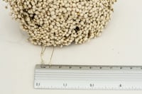 Image 4 of Stardust / Daisy Pod 