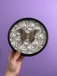 Image 2 of Samia ricini