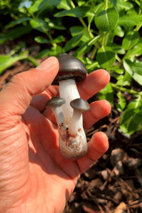 Image 3 of Triple cap mushroom sculpture spoon 