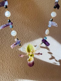 Image 5 of 💚Paphiopedilum Amethyst&Abalone Shell 💚