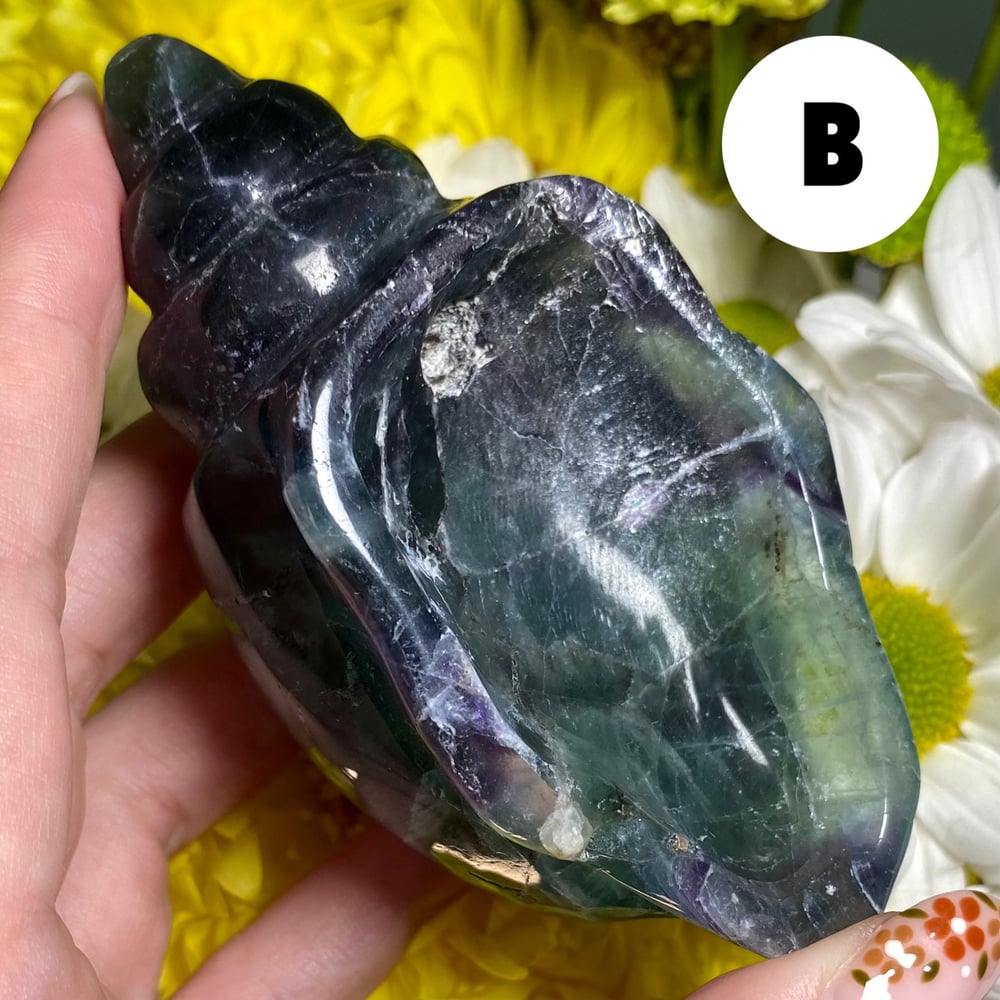 Image of Fluorite Conch Shell