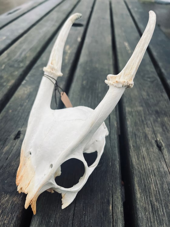 Image of Muntjac Skull #2