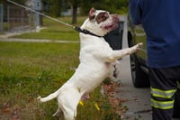 Image 3 of Detroit Gotti Stud Fee