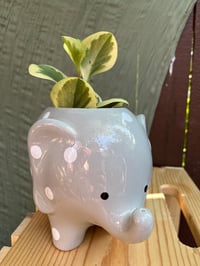 Image 2 of Sweet & Sour Peperomia in Spotted Elephant