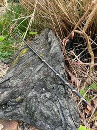 Image 4 of Slender bog oak long wand.