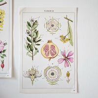 Image 11 of Planches De Botanique Colorées.