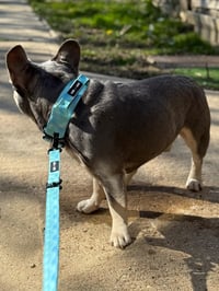 Image 3 of Sage Skies Tactical Lead & Collar Set  
