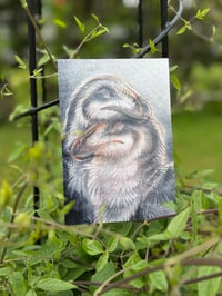 Image 1 of “Sinosauropteryx Cuddle” - 6,4” Matte Photocard