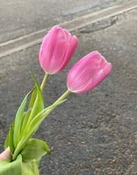 Image 2 of 🌸 Blush Twin Tulips (LOCAL ONLY!)