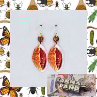 Moth Pupa Earrings