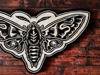 Image 2 of Hawk Moth