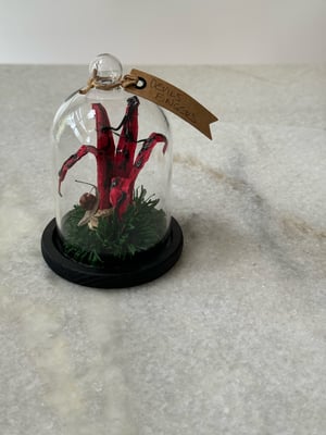 Image of Devils Fingers paper fungi