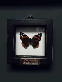 Image 2 of Red Admiral Butterfly Frame