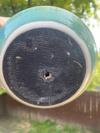 Image 5 of Campfire Plant in Blue 'Spindle'