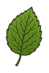 Bilberry Leaf