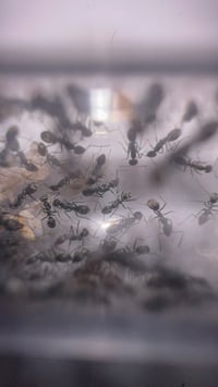 Image 2 of Iridomyrmex anceps 