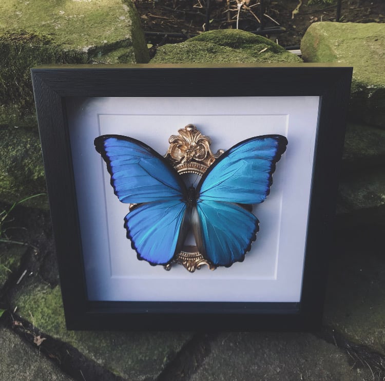 Image of Ornate Victoriana Framed Blue Morpho Butterfly �� 