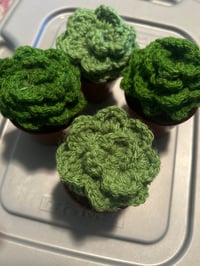 Image 3 of Succulents 