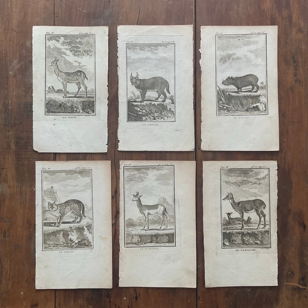 Image of French Natural History Pictures no.2