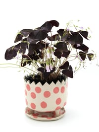 Image 3 of Polka Dot Planters 