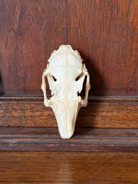 Image 3 of wild eu rabbit skull