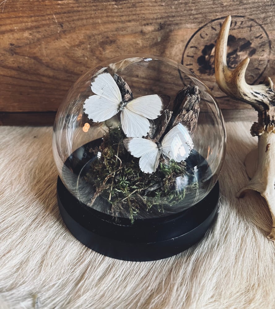 Image of Wild Britain Entomology Dome 